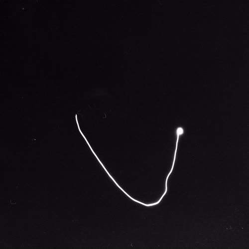 <body>
<p>This work proposes a vocabulary of single gestures traced in darkness with a handheld laser — each drawn in a single, uncorrectable movement. The line records the instant of approach, hesitation, or acknowledgment: fleeting encounters that shape our coexistence with others. These gestures parallel those unspoken exchanges that pass between strangers—allowing eye contact, offering a brief smile, a nod of recognition before the flow of daily life resumes.</p>
<p>In darkness, each gesture becomes both declaration and question. Without sight of its beginning or end, I must act in trust, as in any encounter with the unknown. The drawn light is an attempt to reach toward another, to speak without words, to register an instant of openness. The resulting traces form a fragile lexicon of recognition: arcs of invitation, lines of withdrawal, brief crossings that never fuse.</p>
<p>Philosophically, the project draws on Levinas’s insistence that ethics begins in the face-to-face meeting, before speech or comprehension, and on Han Byung-Chul’s reflections on the erosion of genuine contact in digital culture. These drawings seek to restore that lost friction — to offer illumination not as mastery, but as empathy, each gesture a visible echo of the courage to meet another in passing.
</p>
</body>
 Images Copyright Aldobranti® ©2008-'2025. All rights reserved.